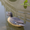 Amazon Best Sell Duck Hunting Decoy Goose Motorized