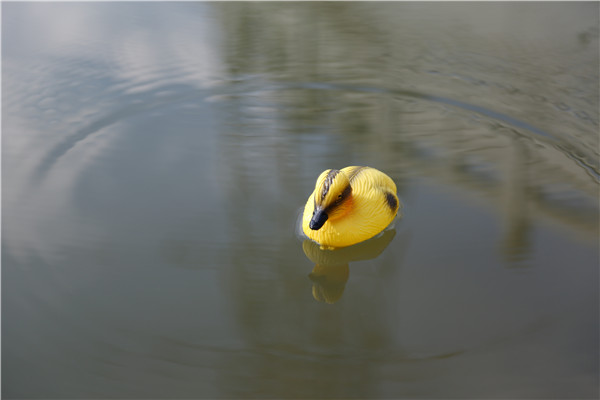hunting shooting decoy little duck