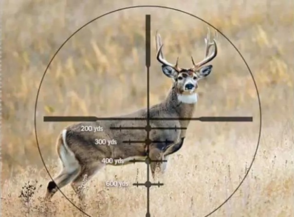 Is it illegal to just hunt wild animals?