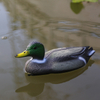 2019 New Design Duck Decoy Hunting Decoy for Hunting Caller 