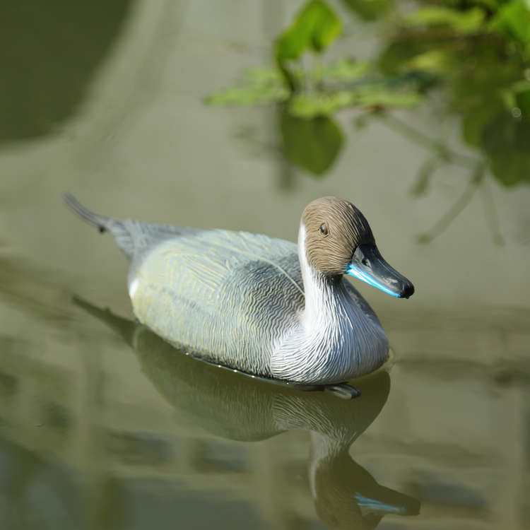 Pintail decoy hunting