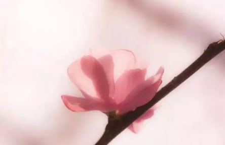 cherry water bottle (3)