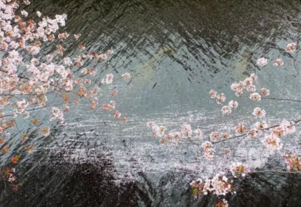 cherry water bottle (4)